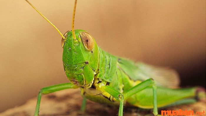 Mơ thấy giết châu chấu