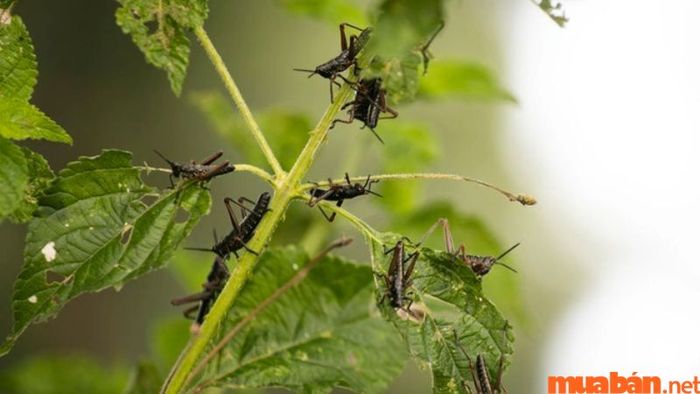 Châu chấu bay vào nhà