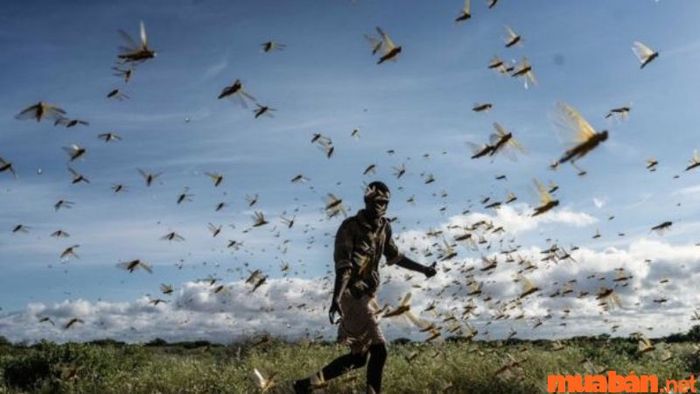 Châu chấu đen bay vào nhà