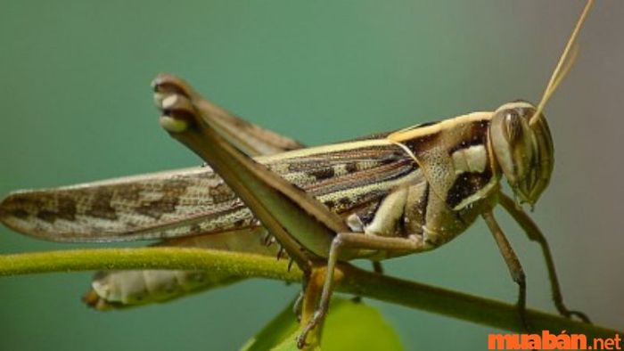 Mơ thấy châu chấu cắn