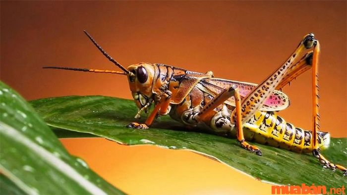 Giấc mơ châu chấu bay vào nhà