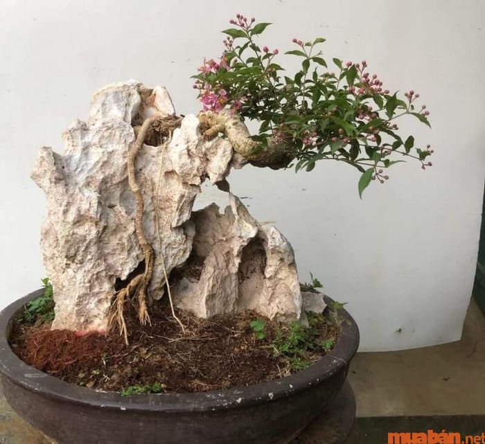 Cây Hồng Ngọc Mai hợp mệnh nào và có ý nghĩa phong thủy ra sao?