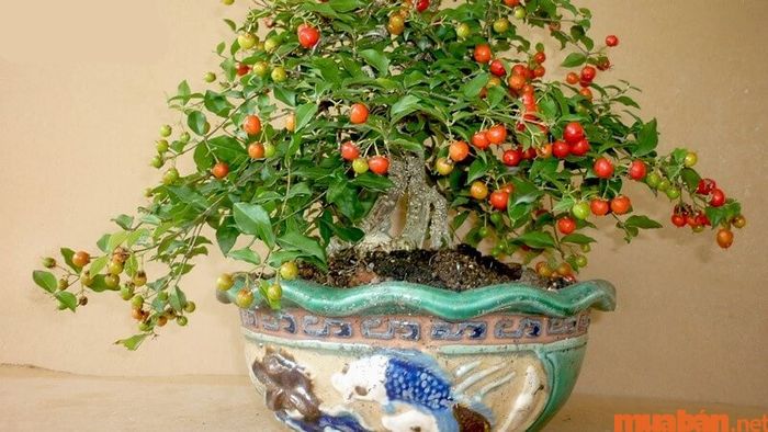 Cây Hồng Ngọc Mai hợp với mệnh và tuổi nào?
