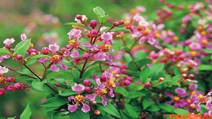 Tìm hiểu cây Hồng Ngọc Mai hợp với mệnh nào? Đặc điểm và cách trồng cây hiệu quả.