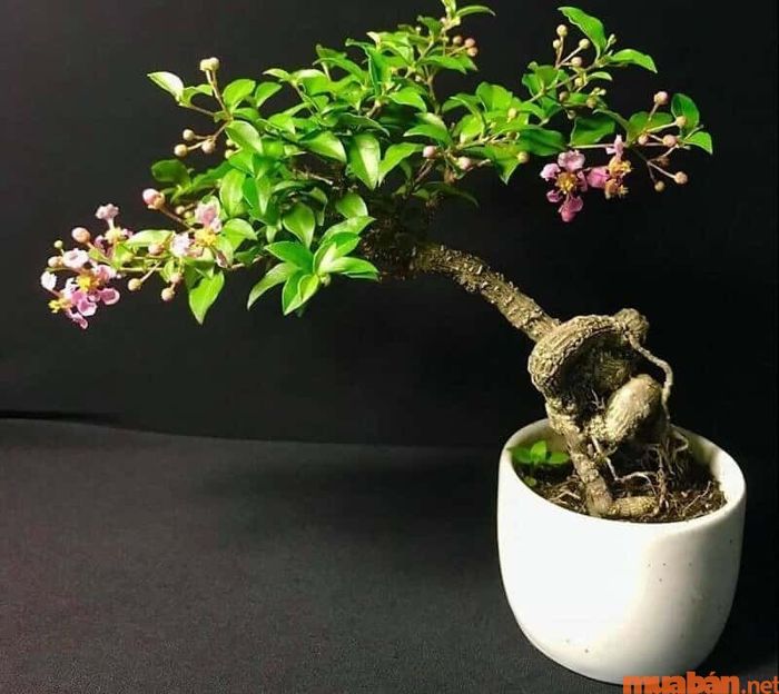 Cây Hồng Ngọc Mai hợp mệnh nào và thường được sử dụng vào mục đích gì?