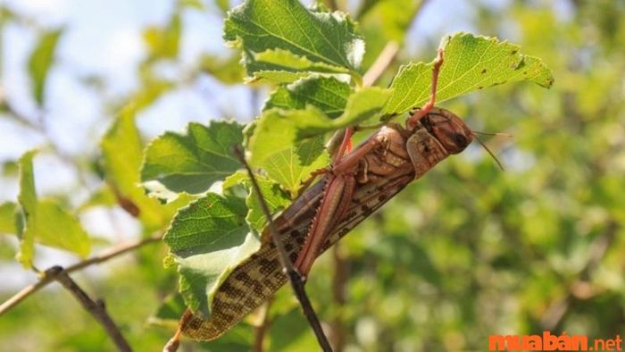 Châu chấu không có cánh