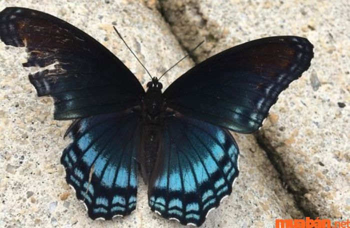 Bướm đen bay vào nhà là điềm gì? Bướm đen bay vào nhà là điềm gì?
