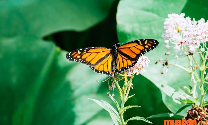 Bướm đen bay vào nhà là điềm gì