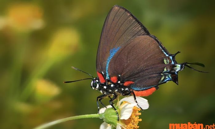 bướm đen bay vào nhà là điềm gì