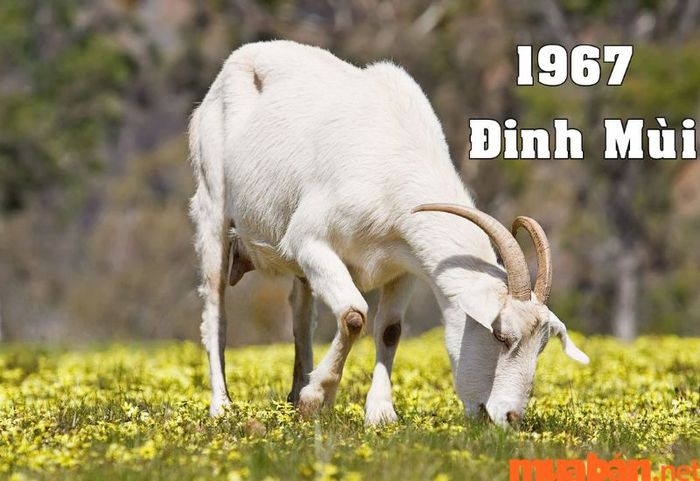 Mệnh của người sinh năm 1967 là gì?