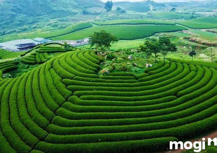 Tết này đi đâu? Mộc Châu – Sơn La là lựa chọn tuyệt vời để thưởng thức không khí trong lành và vẻ đẹp thiên nhiên hùng vĩ.