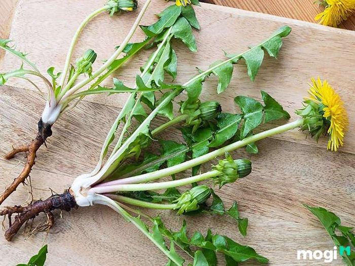 Ý Nghĩa Sâu Sắc Của Hoa Bồ Công Anh Trong Cuộc Sống