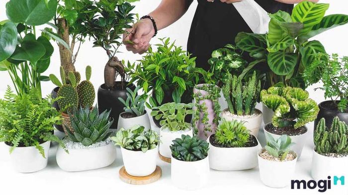 Cây cảnh phong thủy cho nhà hướng Bắc