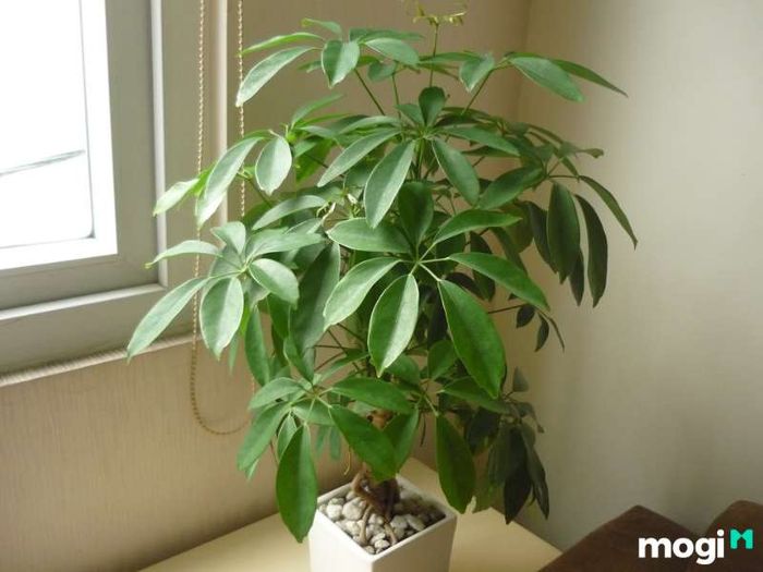 Cây Ngũ Gia Bì hợp mệnh nào?