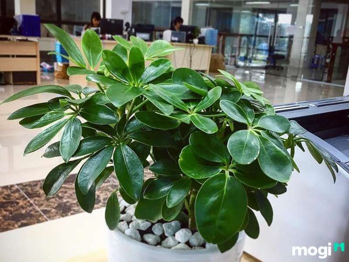 Cây Ngũ Gia Bì phù hợp với mệnh gì?
