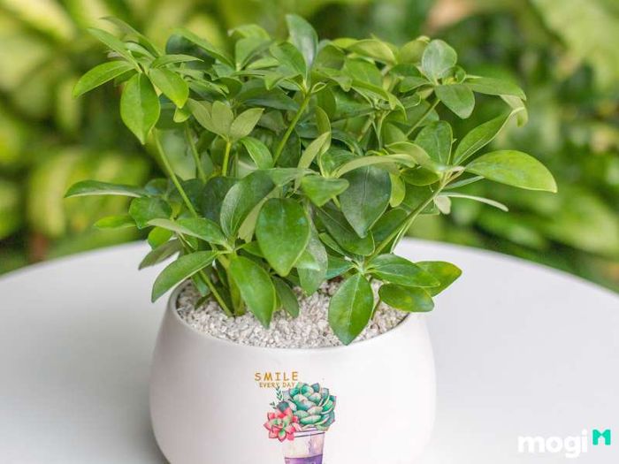 Cây Ngũ Gia Bì hợp với mệnh gì?