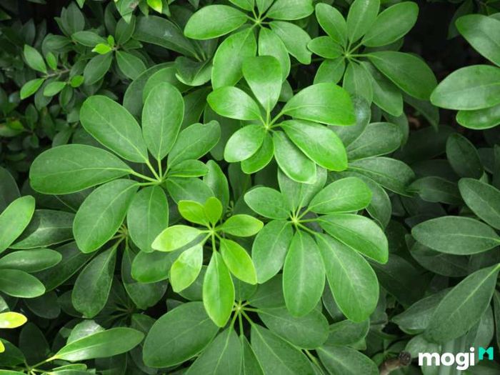 Cây Ngũ Gia Bì hợp mệnh gì?