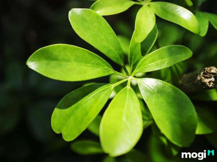 Cây Ngũ Gia Bì hợp với mệnh nào?
