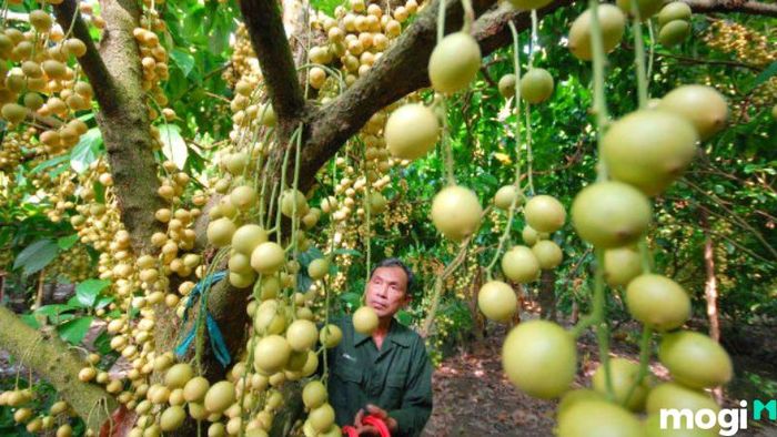 Cần Thơ có gì chơi?