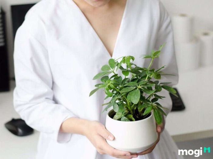 Cây Ngũ Gia Bì hợp mệnh gì?