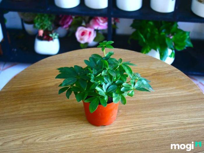 Cây Ngũ Gia Bì hợp mệnh gì?