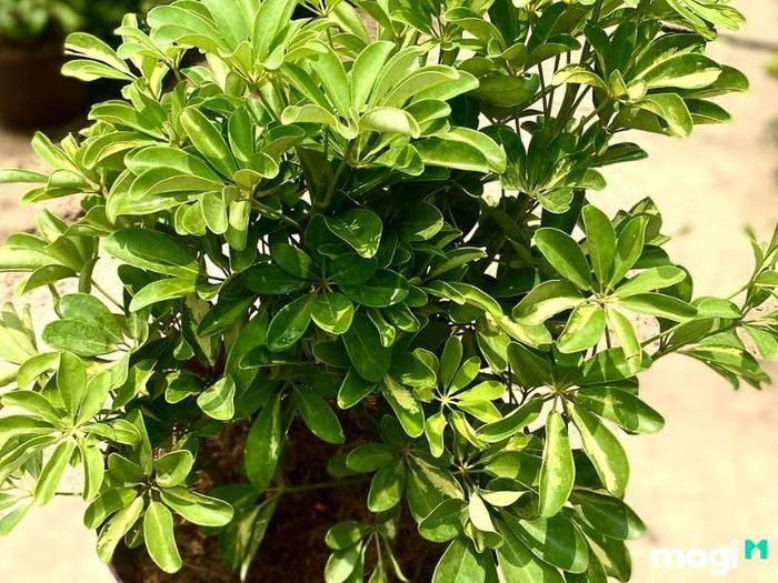 Cây Ngũ Gia Bì hợp mệnh gì?