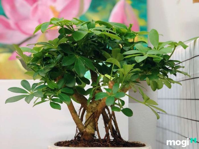 Cây Ngũ Gia Bì hợp với mệnh nào?