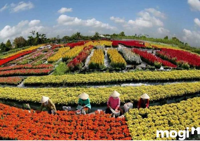 Tết này bạn đã quyết định đi đâu chưa? Thành phố Sa Đéc – Đồng Tháp, điểm đến lý tưởng cho mùa xuân.