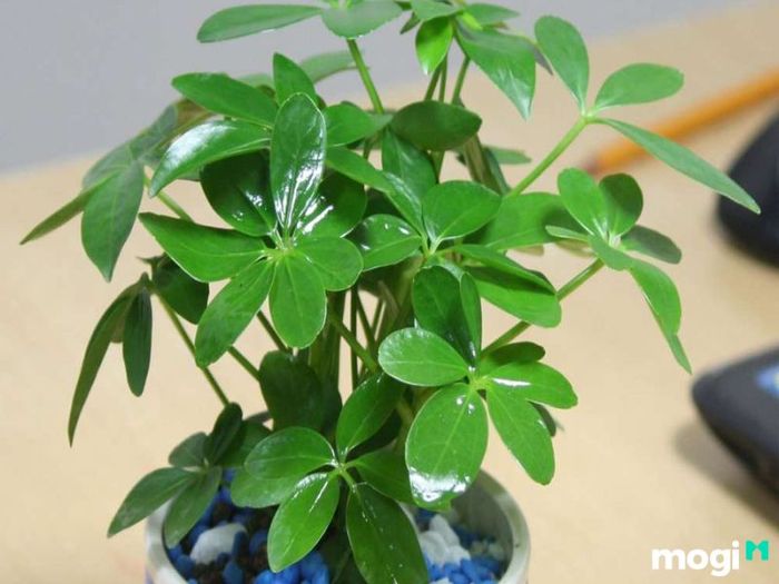 Cây Ngũ Gia Bì hợp mệnh gì?