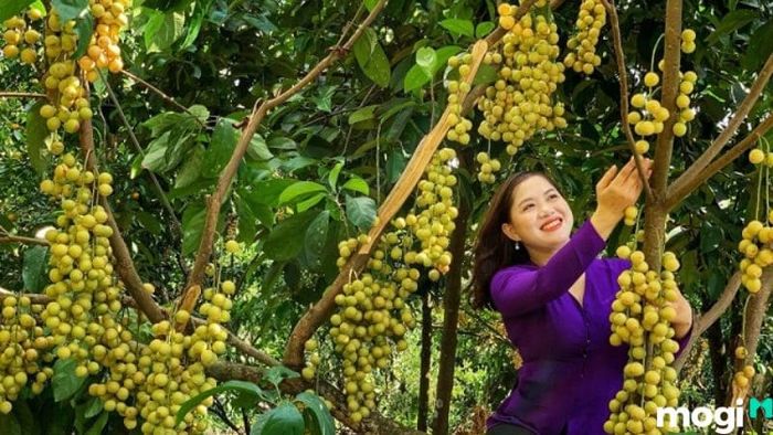Cần Thơ có gì chơi