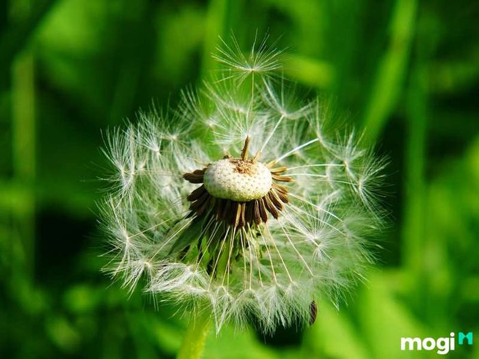 Ý Nghĩa Sâu Sắc Của Hoa Bồ Công Anh