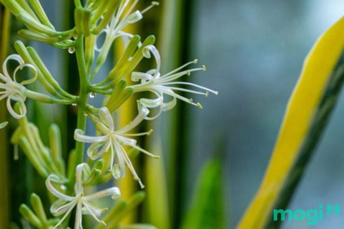 Cây lưỡi hổ khi ra hoa được xem là một điềm lành.