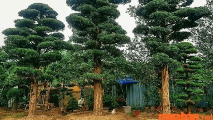 Cây Tùng La Hán dáng thẳng đứng