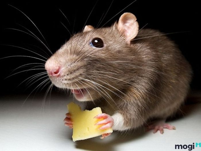 ý nghĩa giấc mơ thấy chuột