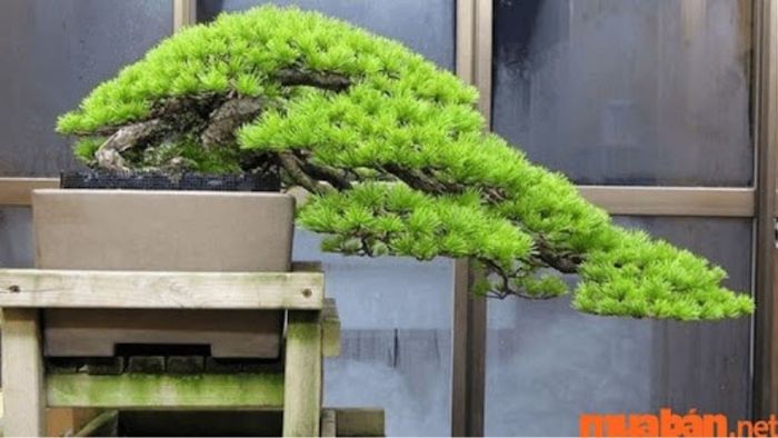 Cây Tùng La Hán dáng thác đổ tạo ấn tượng