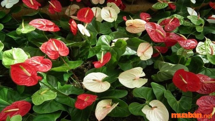 Cây hồng môn phù hợp với nhiều mệnh và tuổi khác nhau, mang lại sự hài hòa cho không gian sống của mỗi người.