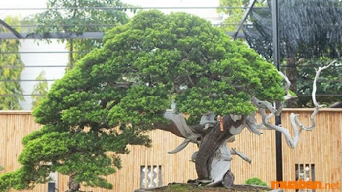 Cây Tùng La Hán dáng thác đổ