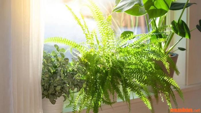 Lưu ý về vị trí đặt cây dương xỉ để tối ưu sự phát triển của cây.
