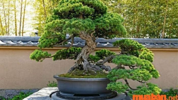 Cây Tùng La Hán với dáng vẻ đẹp mắt