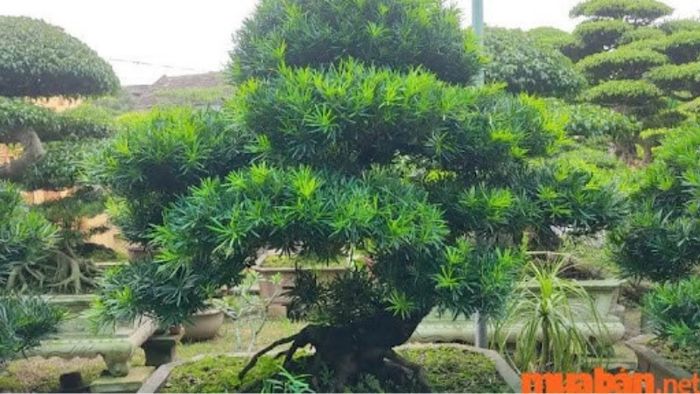 Cây Tùng La Hán lá ngắn