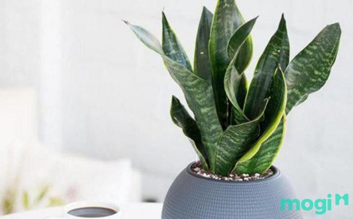 Lời văn khấn bao sái bàn thờ trước khi tiến hành lau dọn bàn thờ