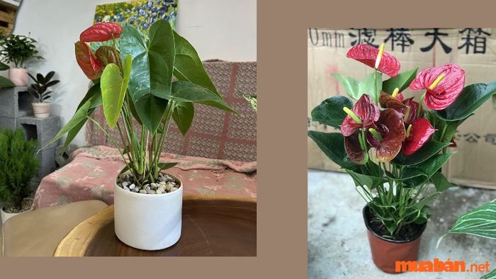 Hình ảnh cây hồng môn tuyệt đẹp