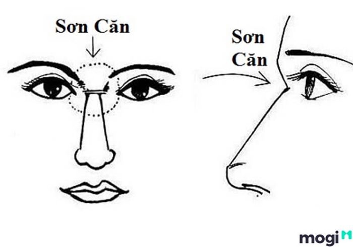 Vị trí sơn căn trên khuôn mặt