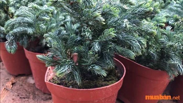Hướng dẫn chi tiết cách trồng cây tuyết tùng tại nhà