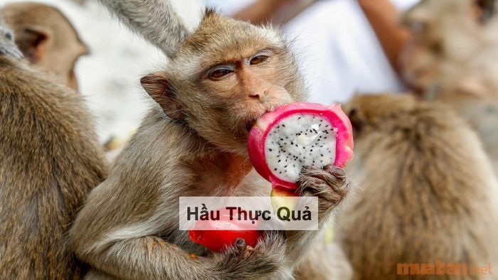 Vận niên của Tân Dậu 1981 năm 2024 là “Hầu Thực Quả”, báo hiệu một năm đầy may mắn và tài lộc.