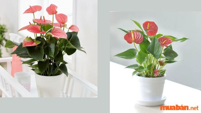 Những đặc điểm nổi bật của cây hồng môn