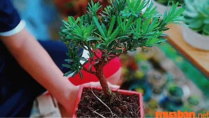 Hướng dẫn trồng và chăm sóc cây Tùng La Hán