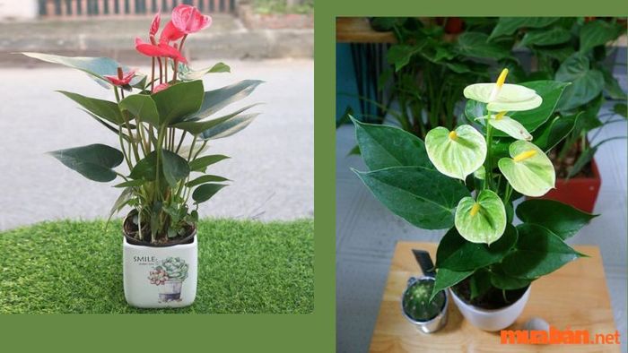Cây hồng môn với sắc trắng và hồng tinh tế