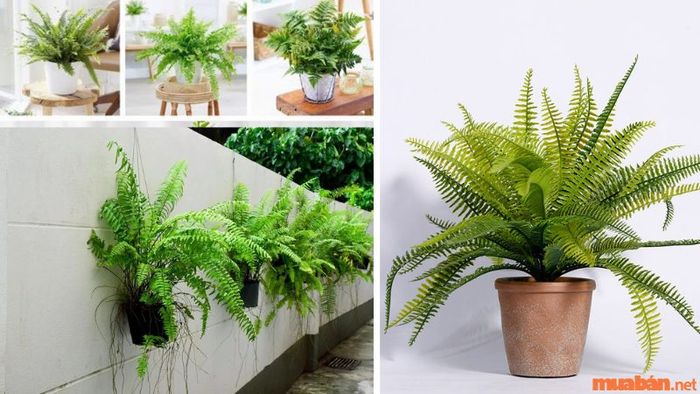 Cây dương xỉ trang trí sẽ mang lại không gian sống trong lành và tươi mới cho phòng làm việc, thậm chí có thể treo trên tường để làm điểm nhấn thú vị.