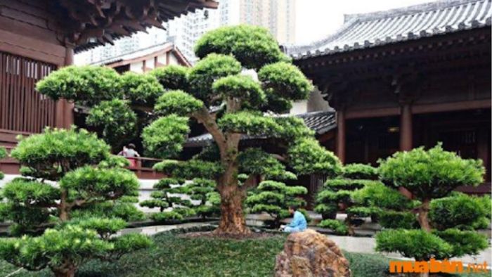 Cây Tùng La Hán mang lại tài lộc và sự trường thọ